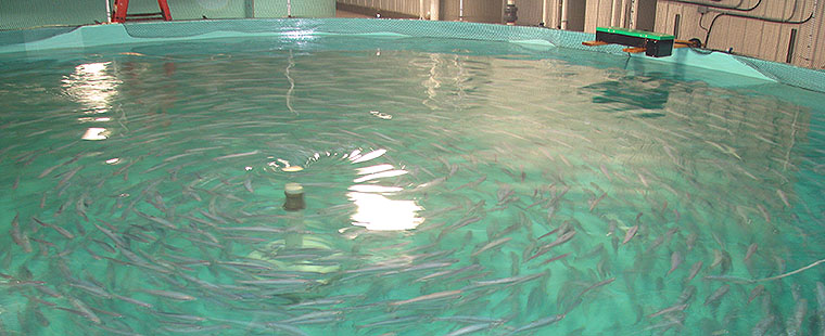 Live lobsters swimming in circular Dura-Tech fiberglass lobster holding tank with green-tinted water
