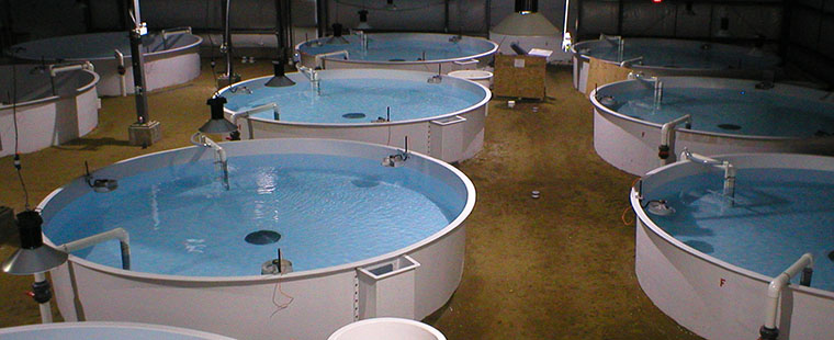 Dura-Tech fiberglass lobster tanks in commercial aquaculture facility with blue water and circulation systems