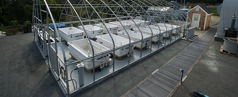 Dura-Tech fiberglass rectangular aquaculture tanks with metal framework support structure at facility