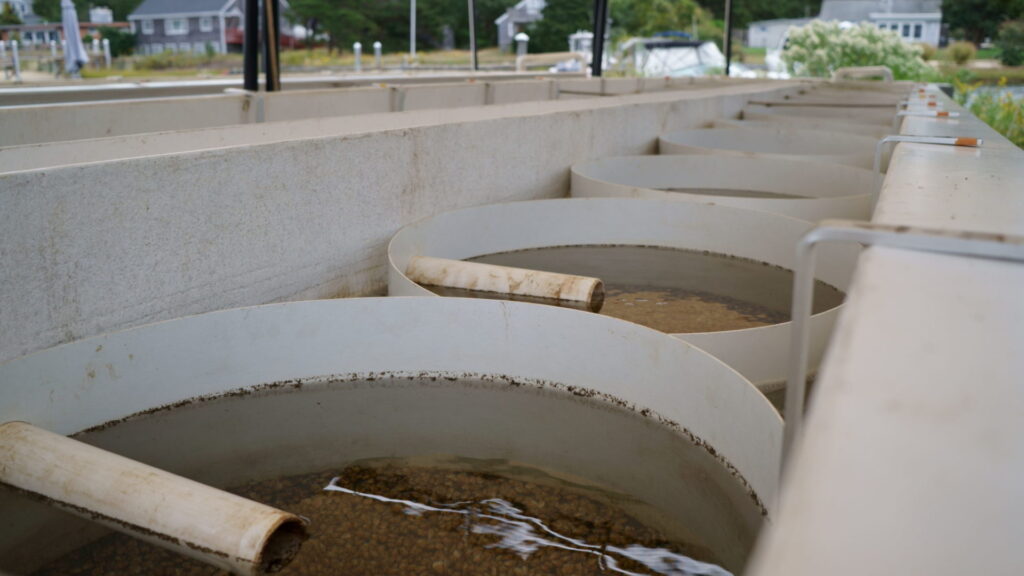 Dura-Tech fiberglass circular aquaculture tanks with water circulation systems at fish farming facility