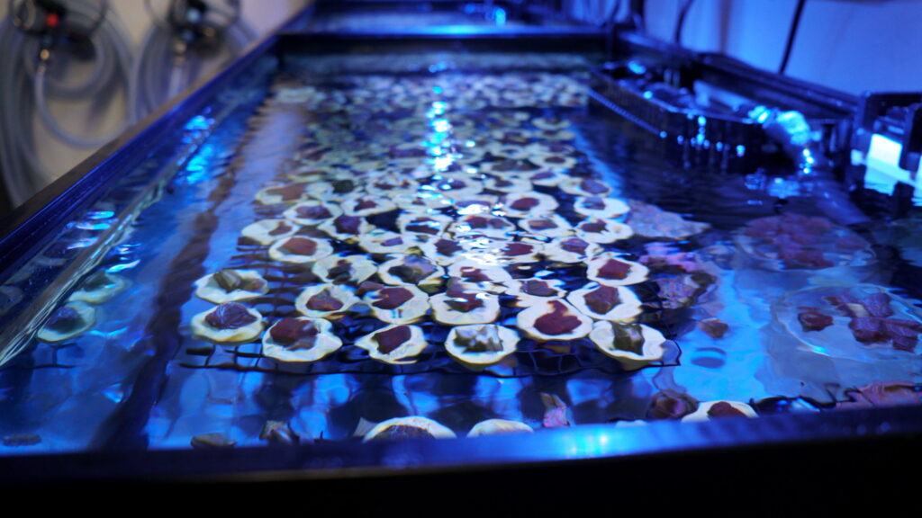 Scallops in shells displayed in Dura-Tech fiberglass aquaculture tank with blue LED lighting
